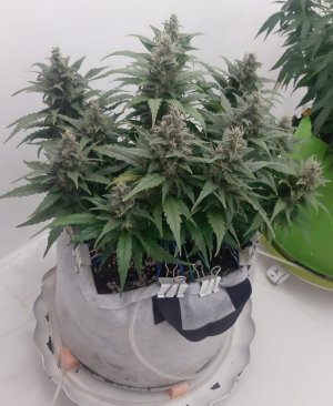 20230820_115628.jpg 20230820_115628.jpg