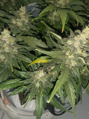 20230820_115607.jpg 20230820_115607.jpg