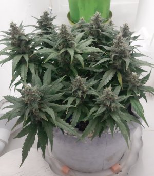 20230820_115914.jpg 20230820_115914.jpg