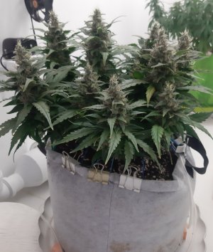 20230820_115855.jpg 20230820_115855.jpg