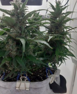 20230820_115811.jpg 20230820_115811.jpg