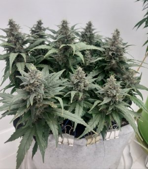 20230820_120332.jpg 20230820_120332.jpg