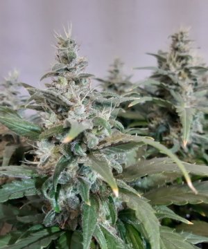 20230820_120518.jpg 20230820_120518.jpg