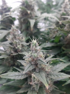 20230820_120853.jpg 20230820_120853.jpg