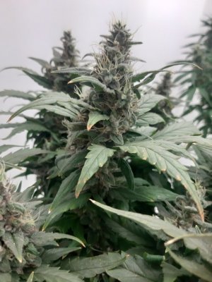 20230820_120919.jpg 20230820_120919.jpg