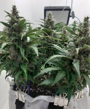 20230821_213331.jpg 20230821_213331.jpg