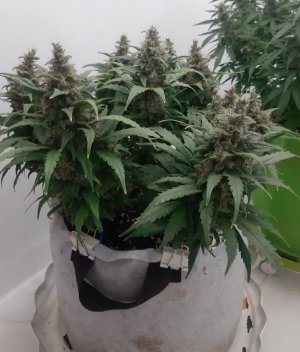 20230821_213644.jpg 20230821_213644.jpg