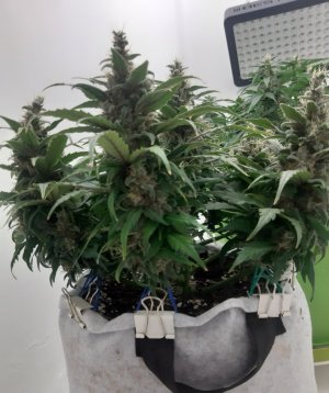 20230821_213613.jpg 20230821_213613.jpg