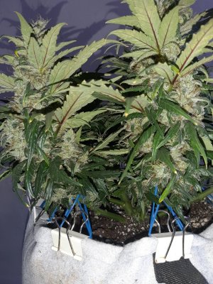 20230821_213937.jpg 20230821_213937.jpg