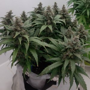 20230821_214056.jpg 20230821_214056.jpg