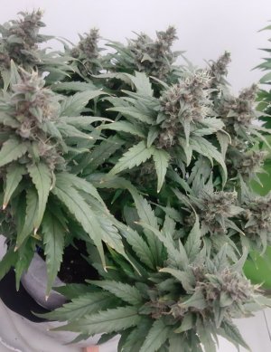 20230821_214114.jpg 20230821_214114.jpg