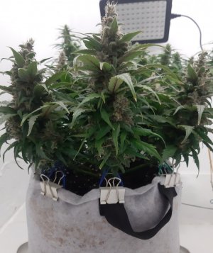 20230821_214132.jpg 20230821_214132.jpg