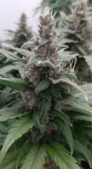 20230821_214020.jpg 20230821_214020.jpg