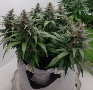 20230821_214316.jpg 20230821_214316.jpg