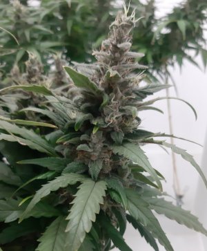 20230821_214246.jpg 20230821_214246.jpg