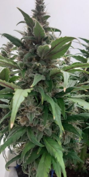 20230821_214218.jpg 20230821_214218.jpg