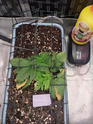 IMG_20230823_081523.jpg IMG_20230823_081523.jpg