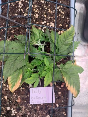 IMG_20230823_081905.jpg IMG_20230823_081905.jpg