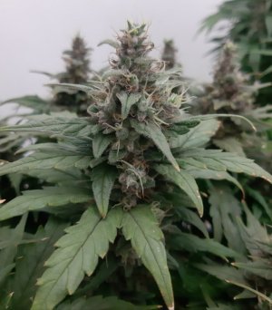 20230822_220514.jpg 20230822_220514.jpg