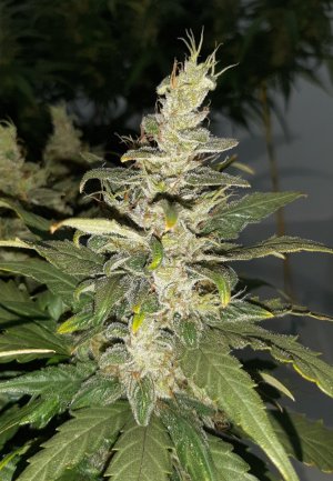 20230822_220543.jpg 20230822_220543.jpg