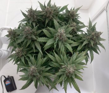 20230822_220915.jpg 20230822_220915.jpg