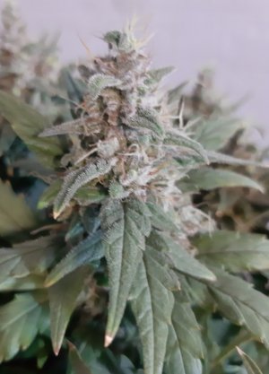 20230822_220936.jpg 20230822_220936.jpg