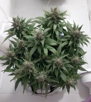 20230822_221237.jpg 20230822_221237.jpg