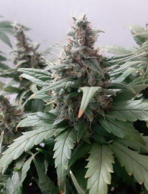 20230822_221453.jpg 20230822_221453.jpg