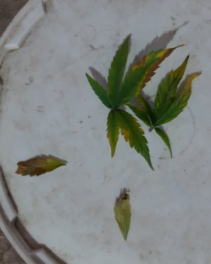 20230726_174721.jpg 20230726_174721.jpg