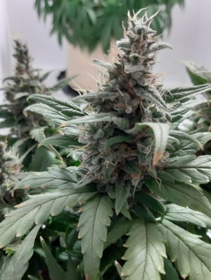 20230822_221824.jpg 20230822_221824.jpg