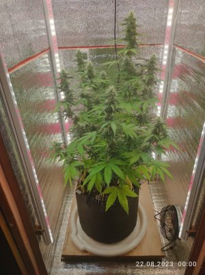 IMG_20230822_000030.jpg IMG_20230822_000030.jpg