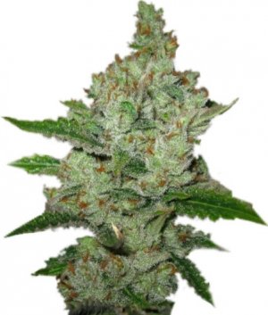 super lemon haze.jpg super lemon haze.jpg