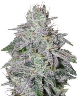 franco's lemon cheese.jpg franco's lemon cheese.jpg