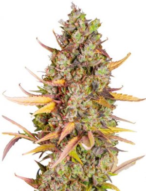 wedding cheesecake.jpg wedding cheesecake.jpg