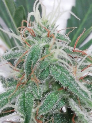 IMG_20230110_100317.jpg IMG_20230110_100317.jpg