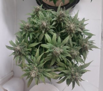 20230824_210412.jpg 20230824_210412.jpg