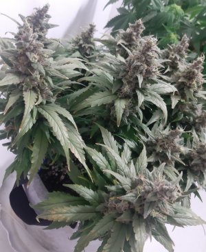 20230824_210548.jpg 20230824_210548.jpg