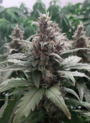 20230728_185203.jpg 20230728_185203.jpg