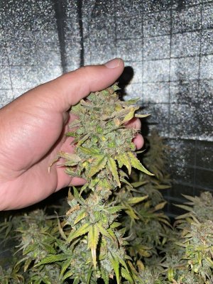 15A6076B-3597-4CEA-8761-A5703279C732.jpeg 15A6076B-3597-4CEA-8761-A5703279C732.jpeg