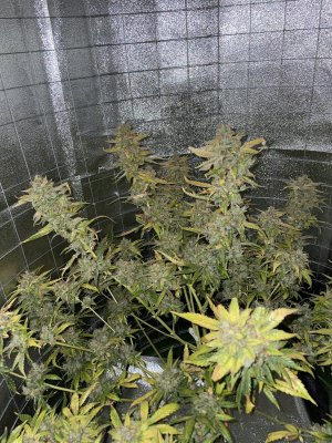 210C4B2E-FE3C-48A7-B513-B8FAA10E7A02.jpeg 210C4B2E-FE3C-48A7-B513-B8FAA10E7A02.jpeg