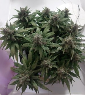 20230824_210821.jpg 20230824_210821.jpg