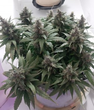 20230824_210806.jpg 20230824_210806.jpg