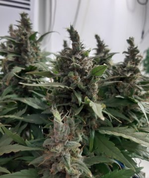 20230824_210916.jpg 20230824_210916.jpg