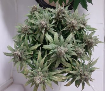 20230824_211013.jpg 20230824_211013.jpg