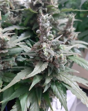 20230824_211049.jpg 20230824_211049.jpg