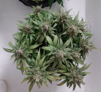 20230824_211325.jpg 20230824_211325.jpg