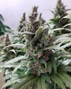 20230824_211356.jpg 20230824_211356.jpg