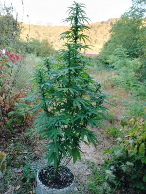 IMG_20230826_064534_424.jpg IMG_20230826_064534_424.jpg