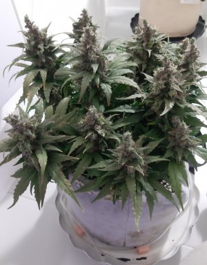 20230826_114549.jpg 20230826_114549.jpg