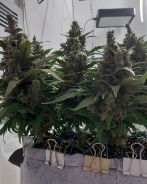 20230826_114516.jpg 20230826_114516.jpg